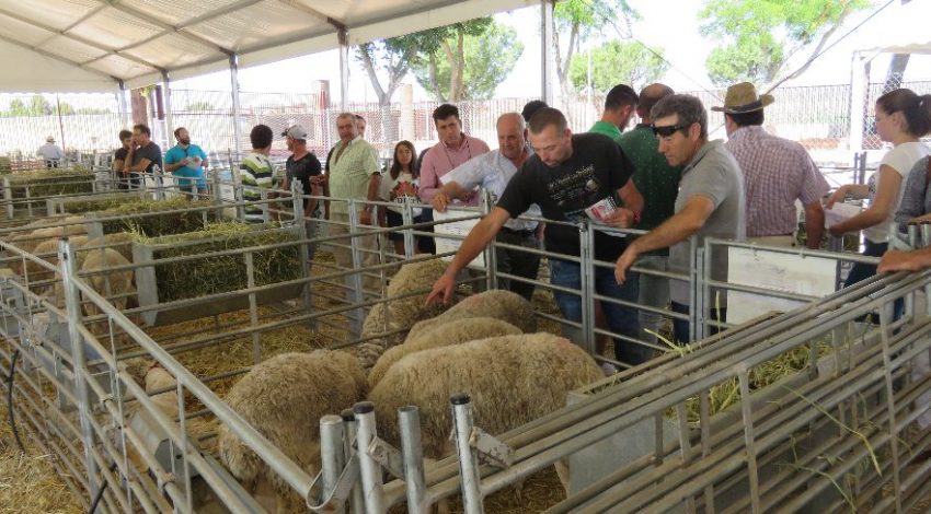 Un semental de raza ovina manchega alcanza los 2.940 euros