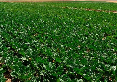 Ya se pueden solicitar devoluciones de las cotizaciones de azúcar