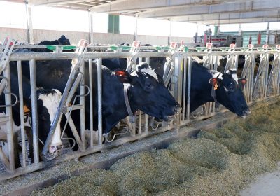 Autorizada instalación de fábrica de piensos para alimentación animal vacas