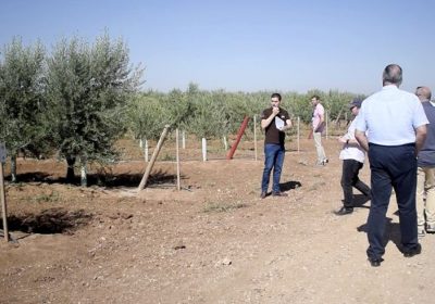 Inicia su andadura el proyecto europeo para la prevención de la Xylella Fastidiosa