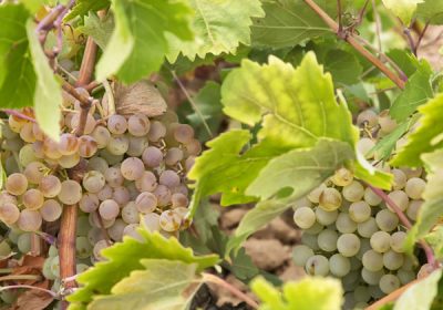 Augura un «escenario favorable» al inicio de la campaña de vendimia