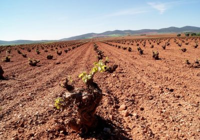 ASAJA Ciudad Real cree que rebaja módulos de IRPF es “insuficiente”