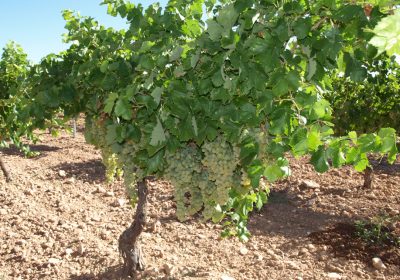 ASAJA CLM acusa al Gobierno nacional de marginar al sector agrario