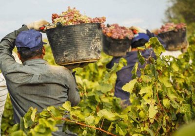 Los temporeros españoles siguen yendo a la vendimia francesa