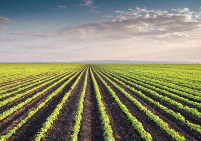BASF entra en el negocio de semillas y herbicidas