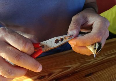 Campañas de anillamiento permitirán conocer las aves de los humedales manchegos