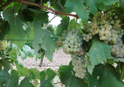 Cooperativa El Progreso, de Villarrubia de los Ojos, comenzará el lunes la vendimia 2018