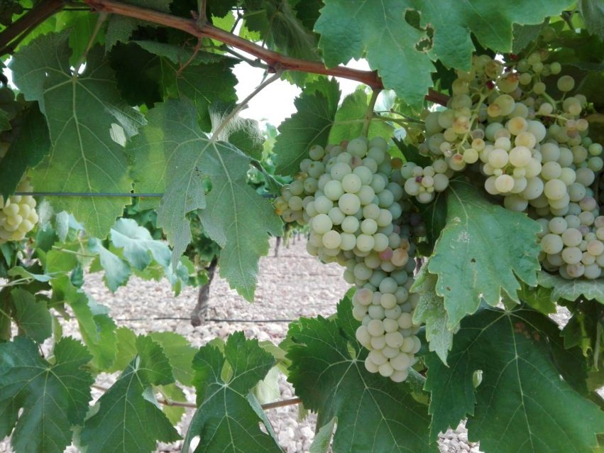 Macabeo blanco 2018