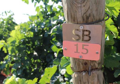 Maduración de la uva, ¿Cuándo es el momento de comenzar la vendimia?