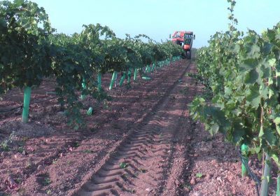 Comienza la vendimia de la variedad moscatel en La Mancha toledana