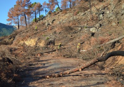 Finalizados trabajos de restauración de zonas afectadas por incendio de Yeste