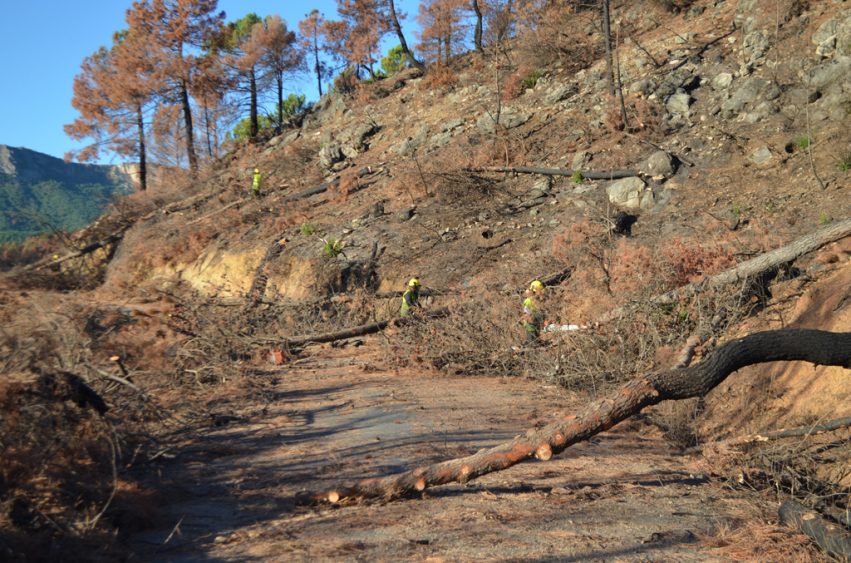 apeoarbolesquemadospiedepista_tcm30-471035