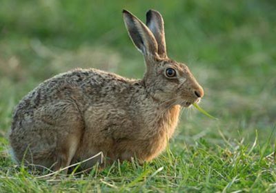 Analizan cómo actuar ante la presencia de liebres afectadas por mixomatosis