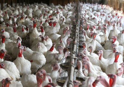 Rechazan la instalación de una macrogranja de pavos en Guadalajara