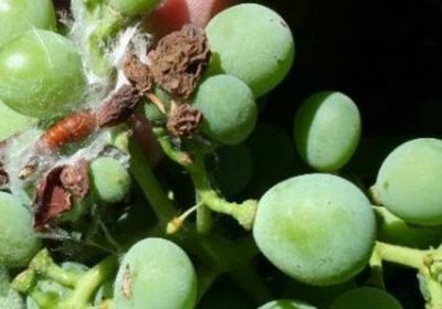 Aconsejan tratar contra polilla del racimo en municipios de La Mancha