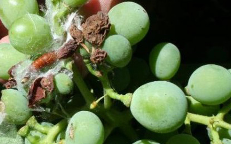 polilla-racimo-uva-3