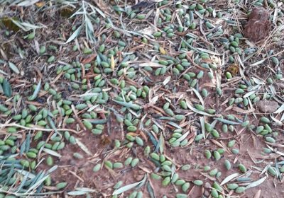 Estiman en 2.500 las hectáreas de cultivos afectadas por el granizo