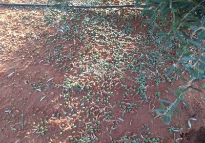 El granizo afecta a olivar y viña de varias localidades de Ciudad Real