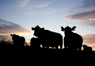 Arranca BOVIGREEN, para reducir huella ambiental de la producción de carne