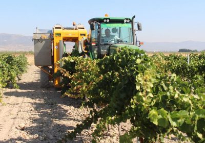 Chardonnay y moscatel marcan inicio vendimia en la DO La Mancha