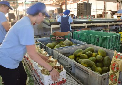 El precio del melón cae un 71% en Castilla-La Mancha desde el inicio de campaña