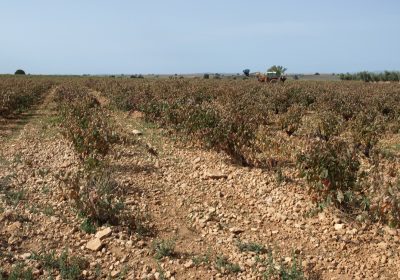 El arranque de viñedo se puede solicitar hasta 15 de octubre