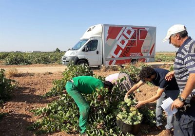 CCOO destaca la normalidad en la vendimia de Toledo