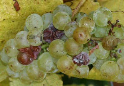 Alertan sobre la presencia de Botrytis en el viñedo