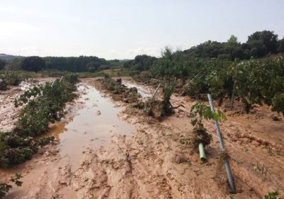 Las tormentas provocan graves daños a cultivos de La Alcarria Baja