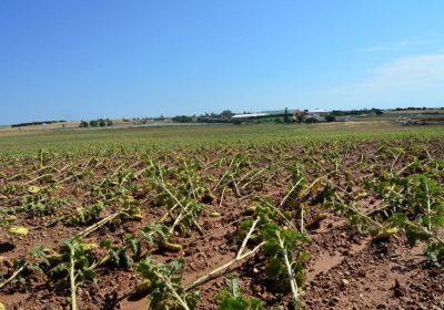 Agroseguro ha abonado ya 3,70 millones de euros en indemnizaciones por daños en cultivos de girasol de Castilla-La Mancha