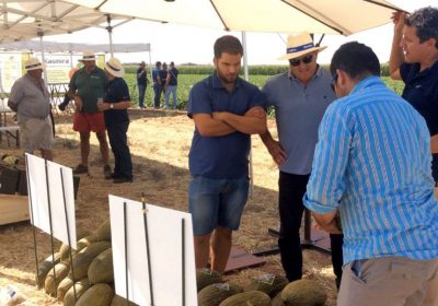 Syngenta muestra en campo las variedades de melón Airen y Macabeo