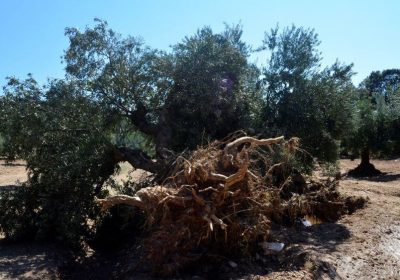 ASAJA hace balance de daños de últimas tormentas en los cultivos