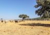 Los ganaderos de Toledo afectados por los incendios accedes a sus explotaciones con permisos especiales ganado