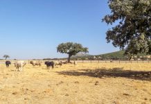 Los ganaderos de Toledo afectados por los incendios accedes a sus explotaciones con permisos especiales ganado