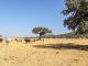 Los ganaderos de Toledo afectados por los incendios accedes a sus explotaciones con permisos especiales ganado