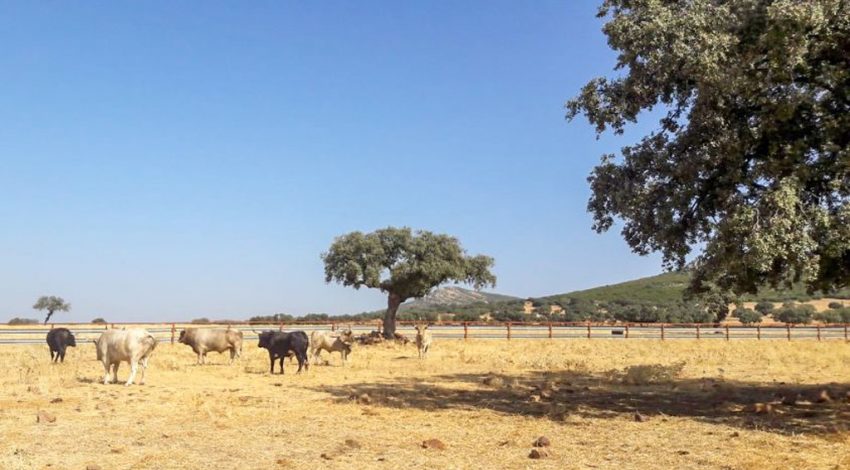 Los ganaderos de Toledo afectados por los incendios accedes a sus explotaciones con permisos especiales ganado