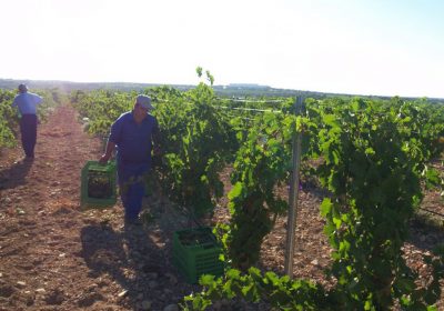 CCOO, UGT y ASAJA acuerdan subida salarial del 6%, en tres años, para el convenio del campo de Ciudad Real