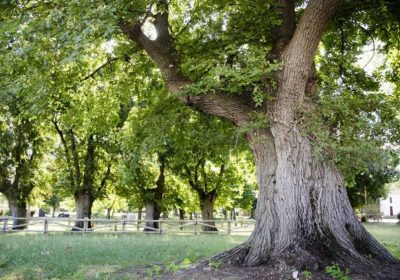 Hasta 10 de octubre. Premio «Árbol del Año 2019»