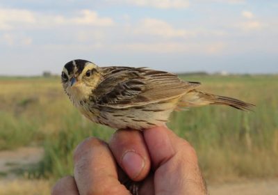 La Mancha Húmeda, descanso para una de las aves más amenazadas del mundo