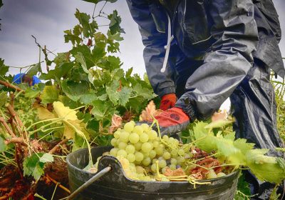 Hasta 3 octubre. Plazo concurso fotografía «Vendimia en Argamasilla de Alba»