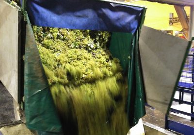 Recomiendan firmar contratos a largo plazo de compraventa de uva descarga de uva