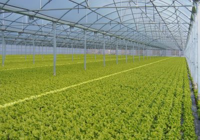 Plasticultura, ¿cómo combatir las 160.000 toneladas anuales de residuos plásticos agrarios? invernadero