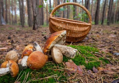 Regulan las buenas prácticas en la recogida de setas silvestres setas