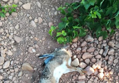 Federación de Caza y Ministerio de Agricultura trabajan en medidas urgentes contra la mixomatosis en liebres
