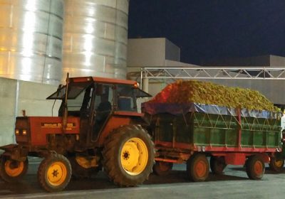 Cooperativas Agroalimentarias Castilla-La Mancha pide el pago diferenciado por calidad de la uva vendimia