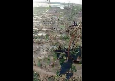Viñedos destrozados por las tormentas en Albacete