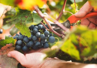 Desde Valencia también califican de “ruinosos” los precios de la uva