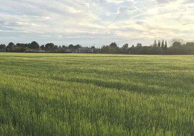 Solicita modificación y flexibilización de norma que prohíbe laboreo hasta el 1 de septiembre en todas las parcelas sembradas de cultivos herbáceos de invierno