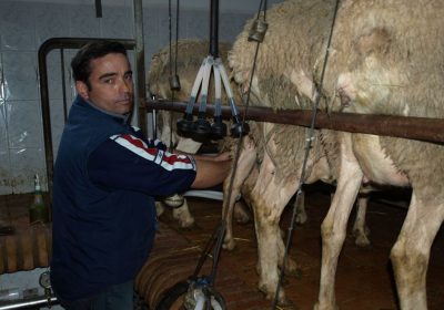 Alertan sobre la “alarmante” pérdida de explotaciones ganaderas de ovino en Ciudad Real