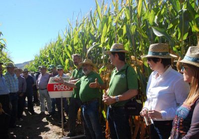 APAG apunta que es buen año para el maíz, en Guadalajara